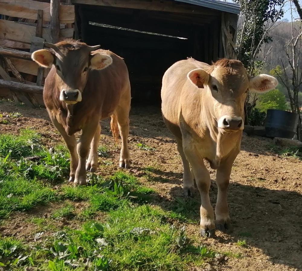 Pensjonat Argixti Sumbilla Zewnętrze zdjęcie